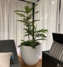Декоративне дерево Phoenix palm 180cm