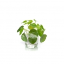 Декоративна рослина Pilea mini 13cm