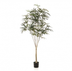 Декоративна рослина в горщику Plerandra elegantissima 195cm