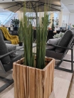 Декоративна рослина в горщику River grass 120cm