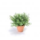 Декоративний кущик Rosemary 22cm