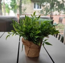 Декоративное растение в горшке Ruscus 20cm