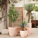 Декоративна рослина в горщику Yucca Wild 150cm