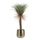 Декоративна рослина в горщику Yucca Wild 150cm
