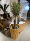 Декоративна рослина в горщику Yucca Wild 150cm
